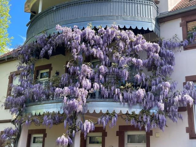 Appartement, Wissembourg