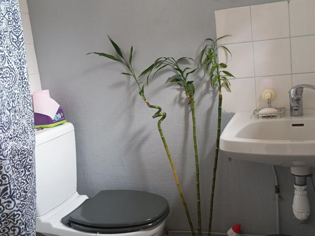 Appartement à louer 1 pièce