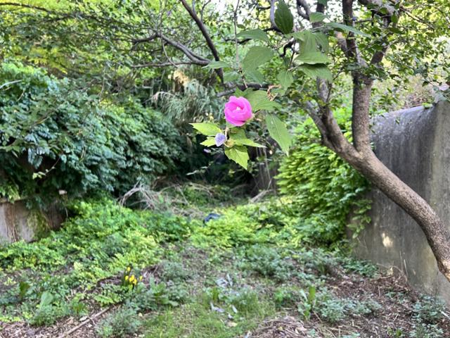 Appartement avec jardin 3 pièces