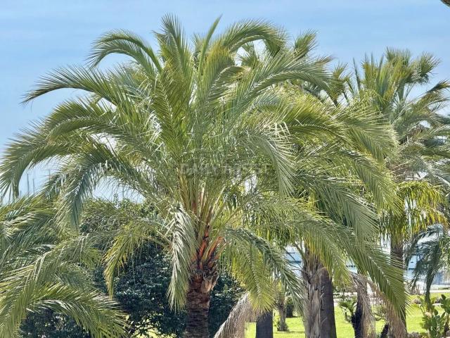 Appartement, Cannes