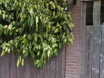 Dordrecht Centrum, Dordrecht, Noord-Brabant