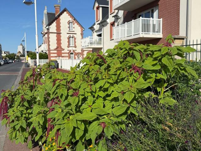 Appartement, Ouistreham