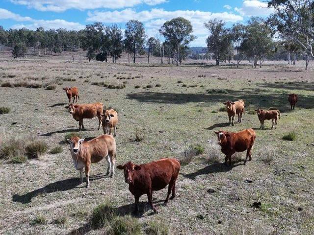 Approx. 1,000 Acres Versatile Cattle Property