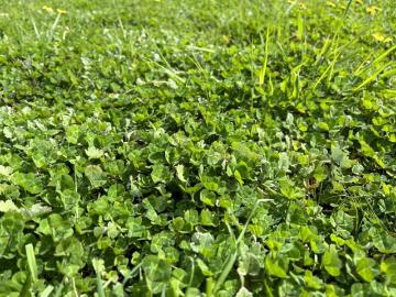 Land to rent in Victoria