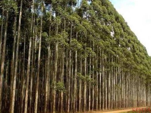 Área à venda, 1600000 m² por R$ 12.000.000,00 Gregório Temczuk Itaperuçu/PR