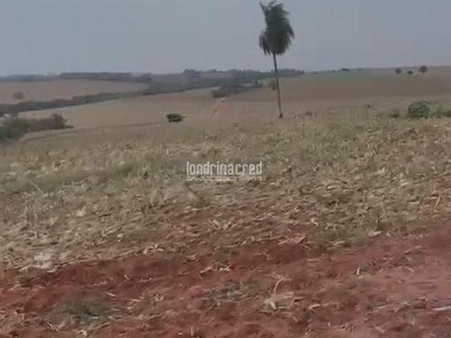 Área à Venda em Rural, Jaguapitã PR