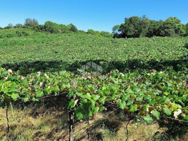 Área de terra linha Armenio Monte Belo
