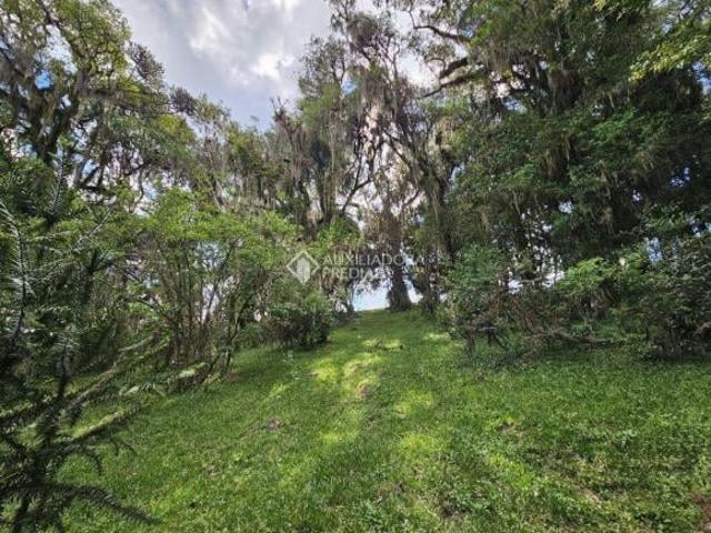 Área de terras em São Francisco de Paula