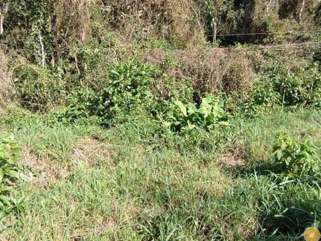Área de 10.200 m² frente a Rodovia Osvaldo Cruz com escritura definitiva !