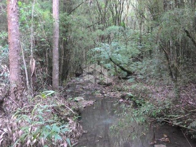Área de 31,57 ha terras reflorestadas com pinos de eucalipto em São Roque Antonio Prado