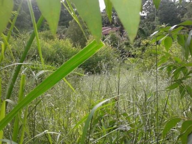 Área em Granja Viana, Cotia/SP de 0m² à venda por R$ 6.000.000,00