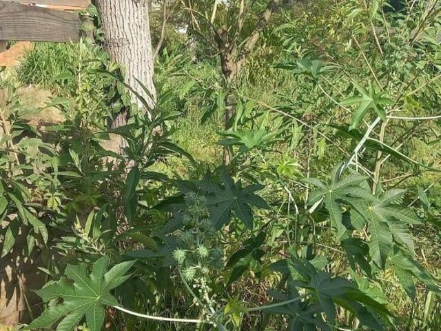 ÁREA PARA VENDA NA ESTRADA DOS ROMEIROS