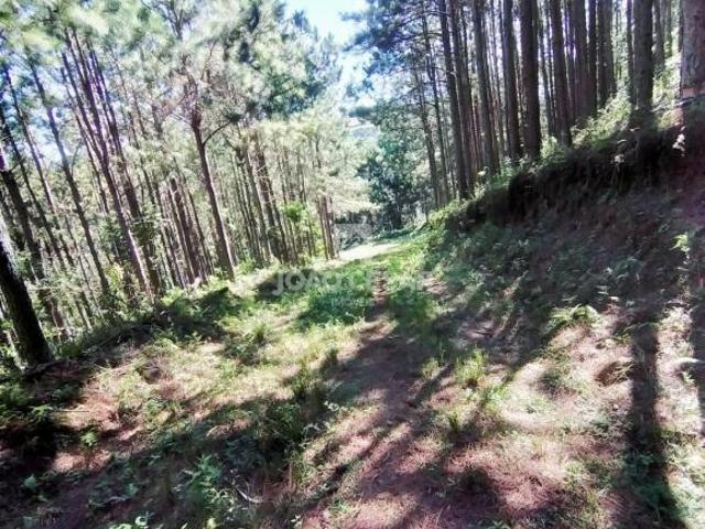 ÁREA RURAL MEDINDO 8,2 HA