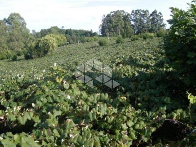 Área Rural com TERRAS PRODUTIVAS à venda em Coronel Pilar/RS
