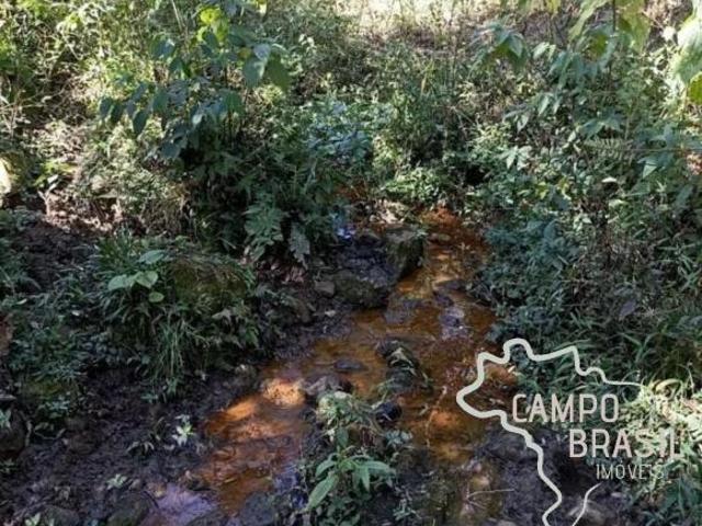 ÁREA RURAL 31,5 ALQUEIRES COM PASTO FORMADO EM DELFIM MOREIRA MG !