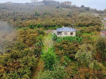 Yeşilyalı, Arsin, Trabzon ili, Karadeniz Bölgesi