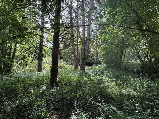 Auv 1220: Maison à rénover avec garage sur 2000m2 de jardin bois