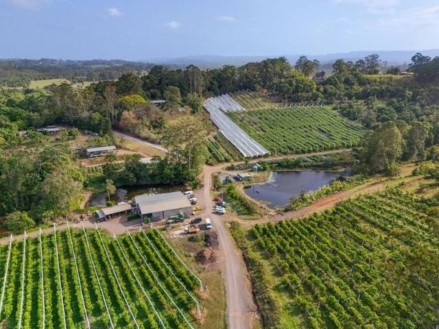 Avocado & Persimmon Farm in the Heart of Rosemount