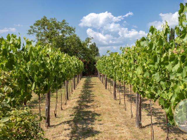 Azienda Vitivinicola Palcoscenico · MTP102 695m² Montepulciano