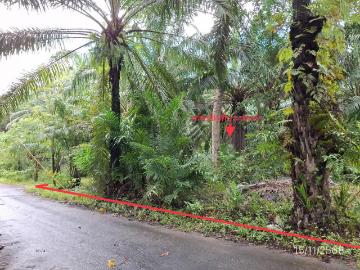 บ้านเดี่ยว 431 ตร.วา วังวิเศษ ตรัง 1.1M