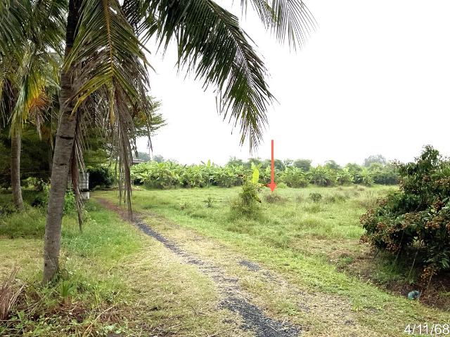 บ้านเดี่ยว 4987 ตร.วา นางรอง บุรีรัมย์ 5.5M