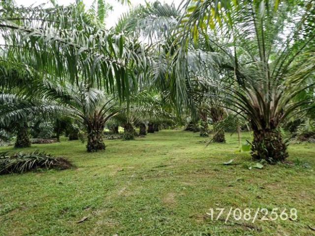 บ้านเดี่ยว 1074 ตร.วา ฉวาง นครศรีธรรมราช 10.4M