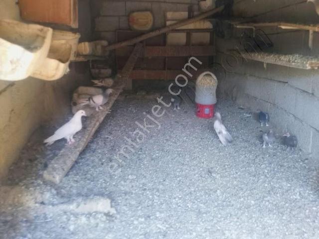 Bahçe Ve Mini Ciftlik Sevenlere