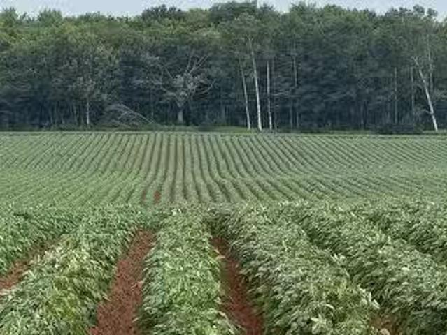 Baltic Road, Clyde River, PE, C1A 8C3 vacant land for sale.