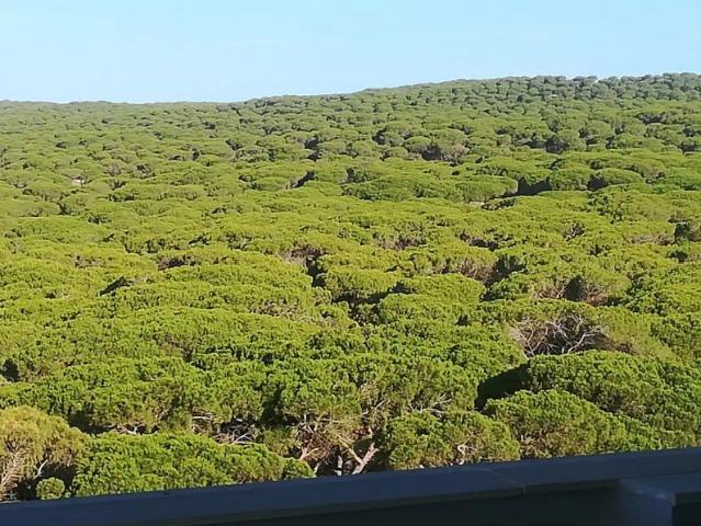 Barbate