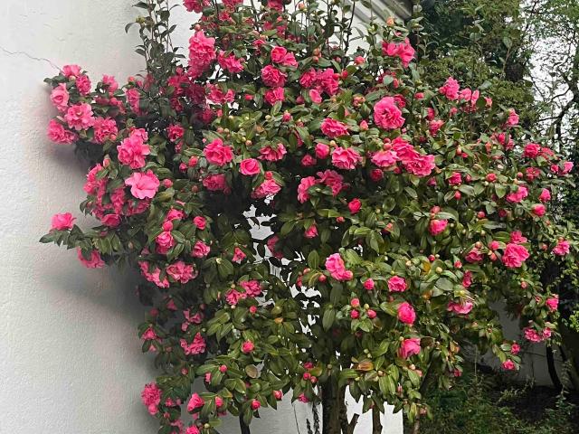Beautiful and stylish apartment in a quiet street, very good transport links, Mulheim an der Ruhr Amsterdam Apartments for Rent