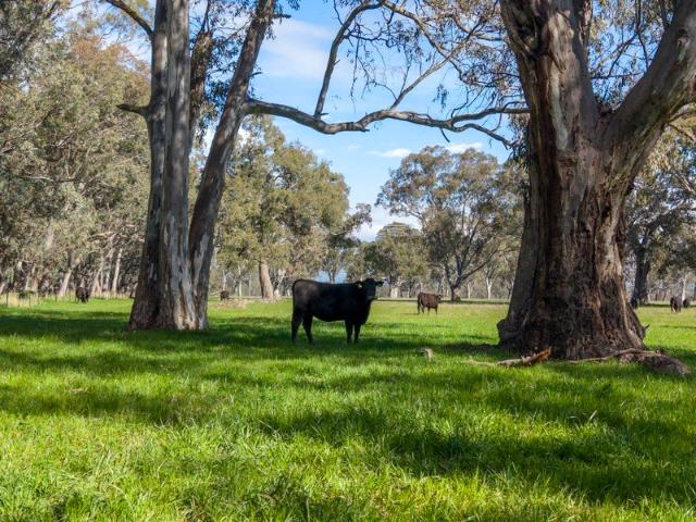 Beautifully Maintained Acres Stunning Views, Two Dams & Seasonal Creek