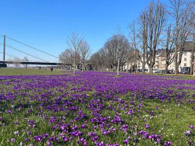 Beautyful & cosy flat in Düsseldorf, prime location!, Dusseldorf Amsterdam Apartments for Rent