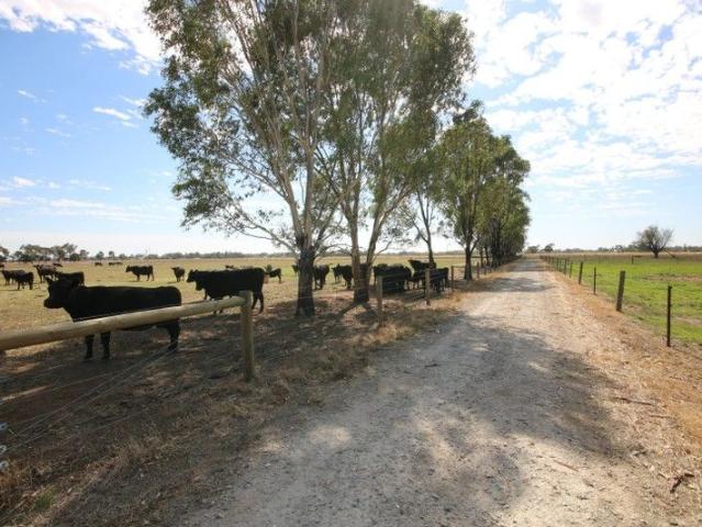 BEEF GRAZING OPPORTUNITY