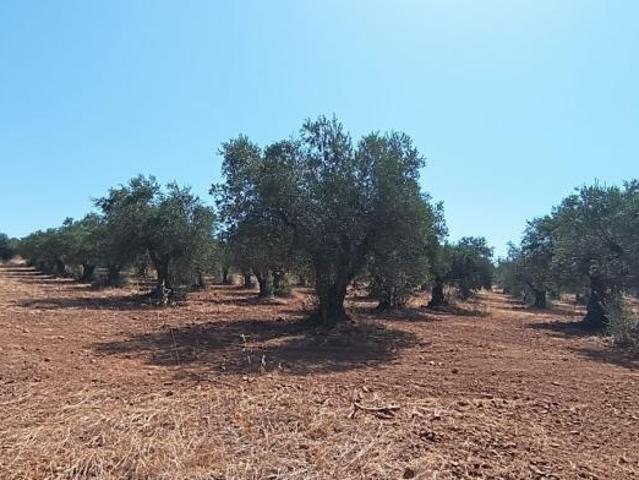 Beja Moura 7875 105234917