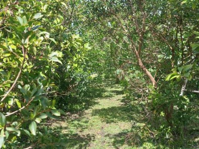 Beja Castro Verde 7780 101986305