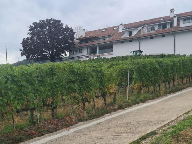 Bel appartement de 3,5 pièces duplex au coeur du vignoble