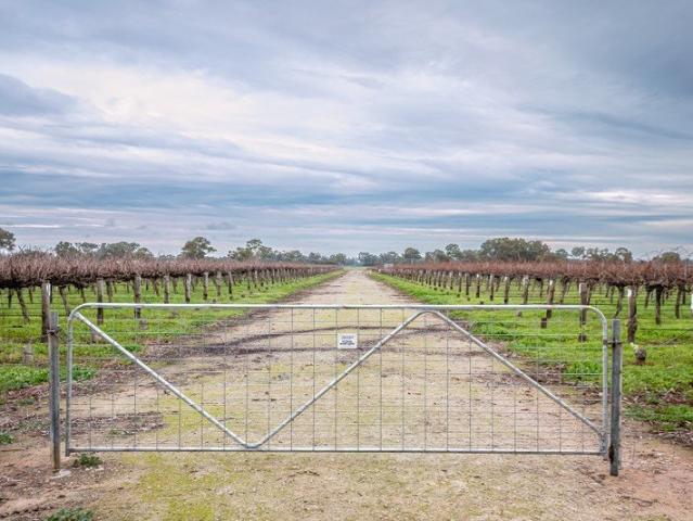 Bellairs Vineyard West V & A Lane, Coonawarra