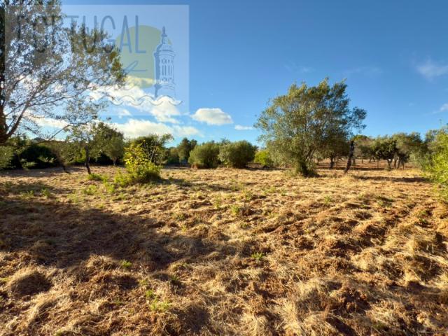 Belo terreno plano de 3.424 m² com projeto aprovado para a reconstrução de uma moradia térrea I 3 quartos I Piscina I Loulé