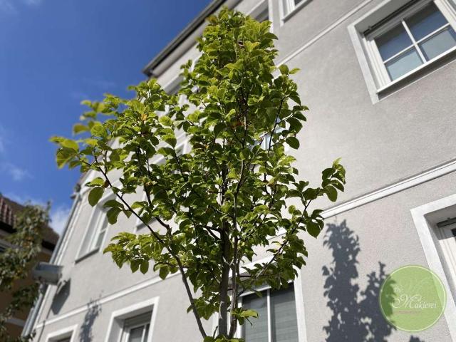BESTLage * in historischer Altstadt * DIE Top 3 Zimmer Garten Whg * 120 qm * 2 Stellplätze