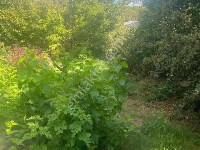 Beykoz Çavuşbaşı Çiftlikde 1000 M2 Arsa İcinde Kiralık Müstakil