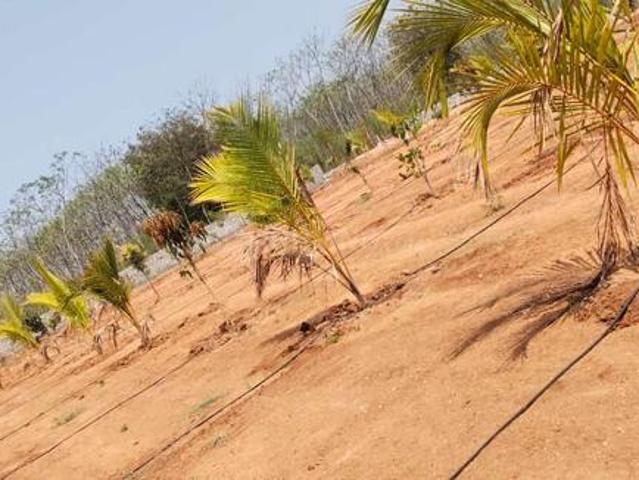 Sahasra Mango Garden,Bibinagar Residential Plot For Sale Yadadri Bhuvanagiri