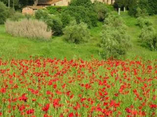 Bilocale arredato con piscina Siena