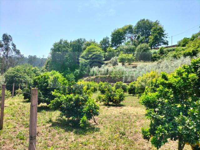 BONITA QUINTINHA JUNTO A RIACHO | CATIVES