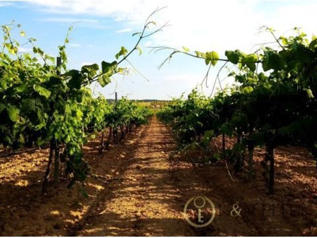 Bodega y Viñedo. Producción de Vinos Ecológicos de Gran Calidad