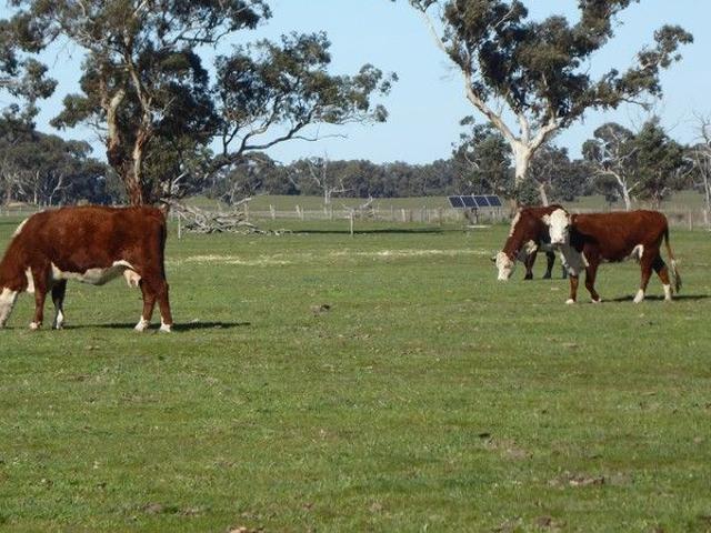 Border Park Productive Grazing Country Frances / Bangham