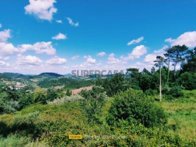Bosque Natural com Árvores Nativas !