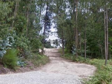 Bouça, terreno em zona de produção florestal em Figueiredo Braga