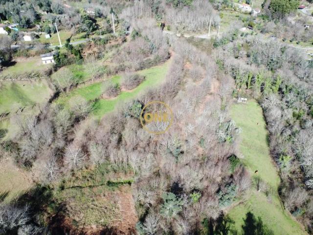 Bouça florestal com 8000m² em Valdreu – Excelente oportunidade
