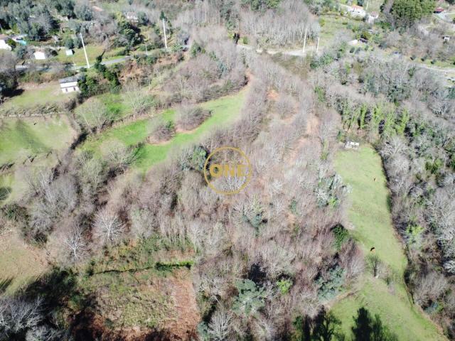 Bouça florestal com 8000m² em Valdreu – Excelente oportunidade