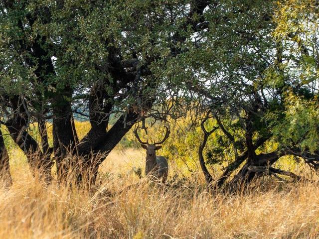 Buffalo4 Ranch Cr 290